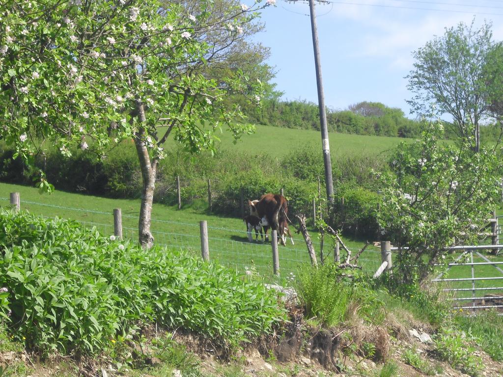 Staylittle Farm Dolgellau Exterior photo